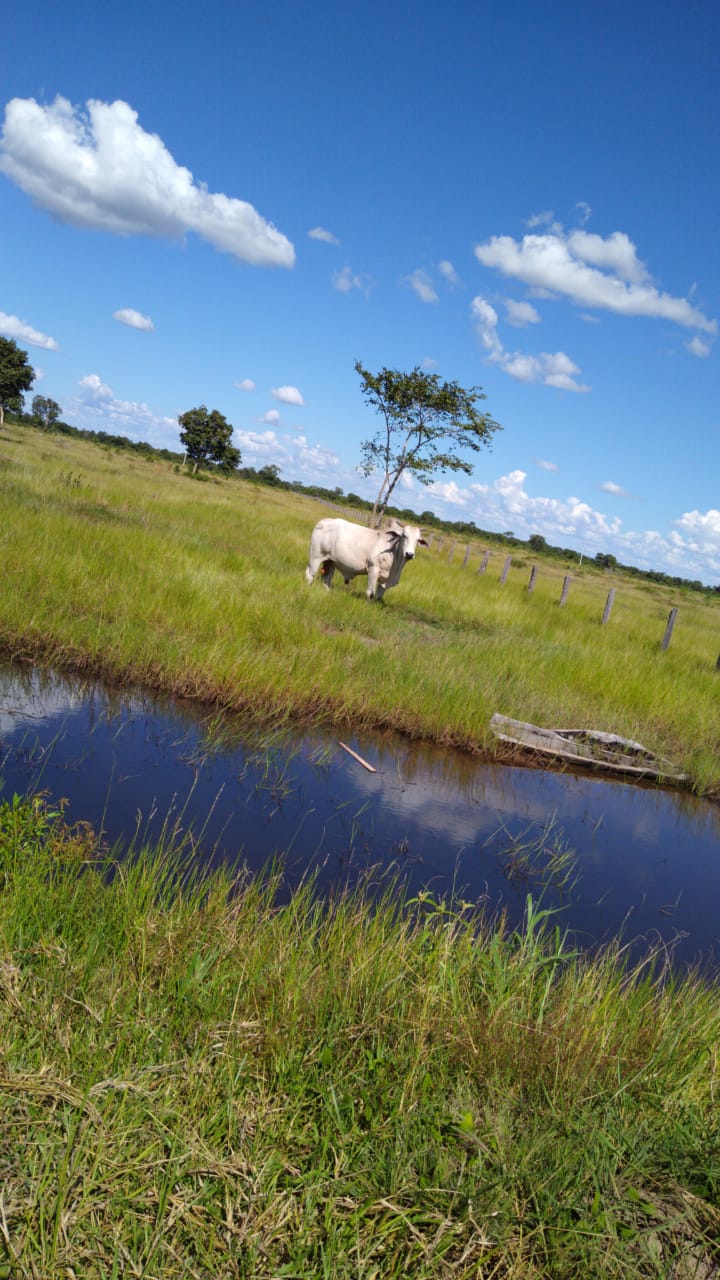 Imagem Fazenda à Venda, 543 Alq GOem Zona Rural - Cocalinho Imagem Fazenda à Venda, 543 Alq GOem Zona Rural - Cocalinho
