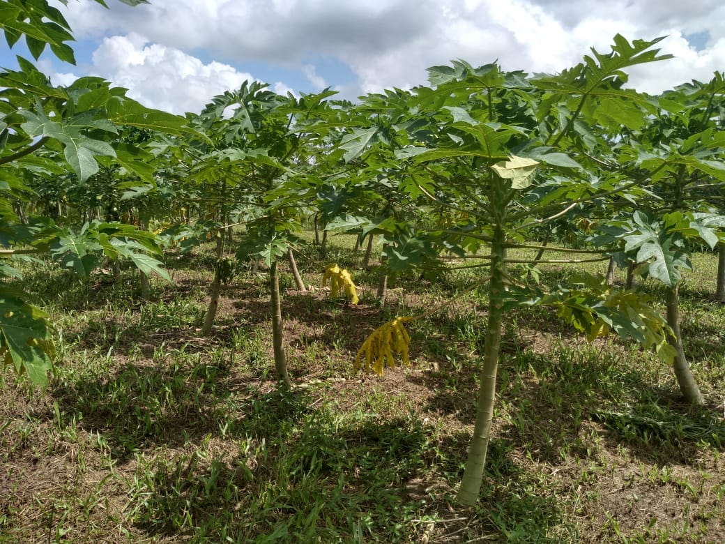 Imagem Chácara à Venda, 37 m²em Zona Rural - Vigia