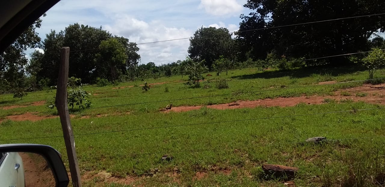 Imagem Fazenda à Venda, 1 HAem Centro - Pequizeiro