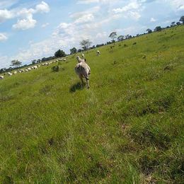 Imagem Fazenda à Venda, 8 HAem ZONA RURAL - Cocalinho Imagem Fazenda à Venda, 8 HAem ZONA RURAL - Cocalinho