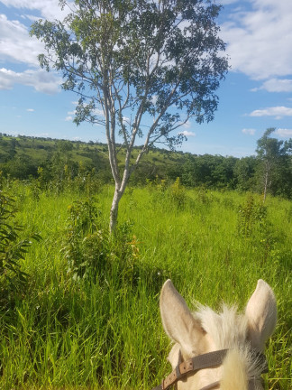 Imagem Fazenda à Venda, em Área Rural - Padre Bernardo Imagem Fazenda à Venda, em Área Rural - Padre Bernardo