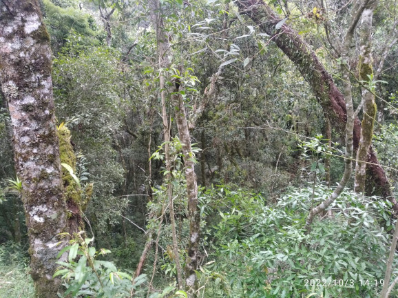 Imagem Terreno à Venda, 1.052 m² em Colinas do Imbiri - Campos do Jordão Imagem Terreno à Venda, 1.052 m² em Colinas do Imbiri - Campos do Jordão