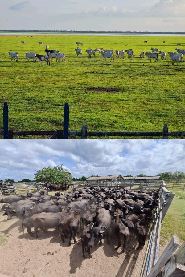 Imagem Fazenda à Venda, 11.970 m² em Zona Rural - Alenquer Imagem Fazenda à Venda, 11.970 m² em Zona Rural - Alenquer