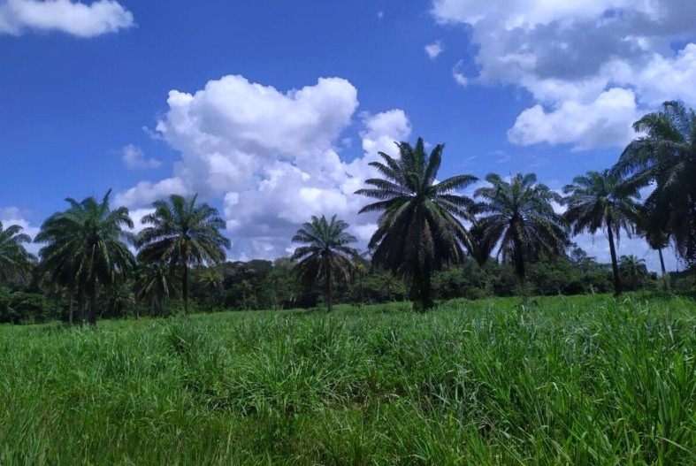 Imagem Terreno à Venda, 547.000 m² em Centro - Santa Izabel do Pará Imagem Terreno à Venda, 547.000 m² em Centro - Santa Izabel do Pará