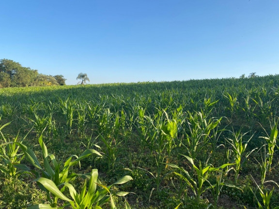 Imagem Chácara à Venda, 1.000 m² em Votora Curral Paruru - Ibiúna Imagem Chácara à Venda, 1.000 m² em Votora Curral Paruru - Ibiúna