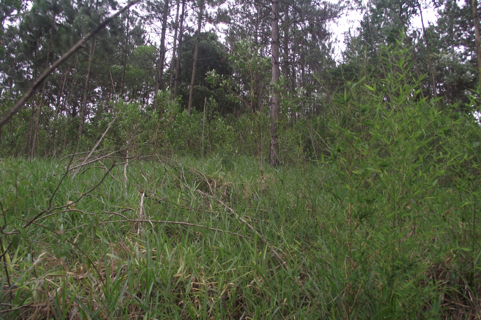 Imagem Terreno à Venda, 24.452 m² em Apotribu de Cima - Itu