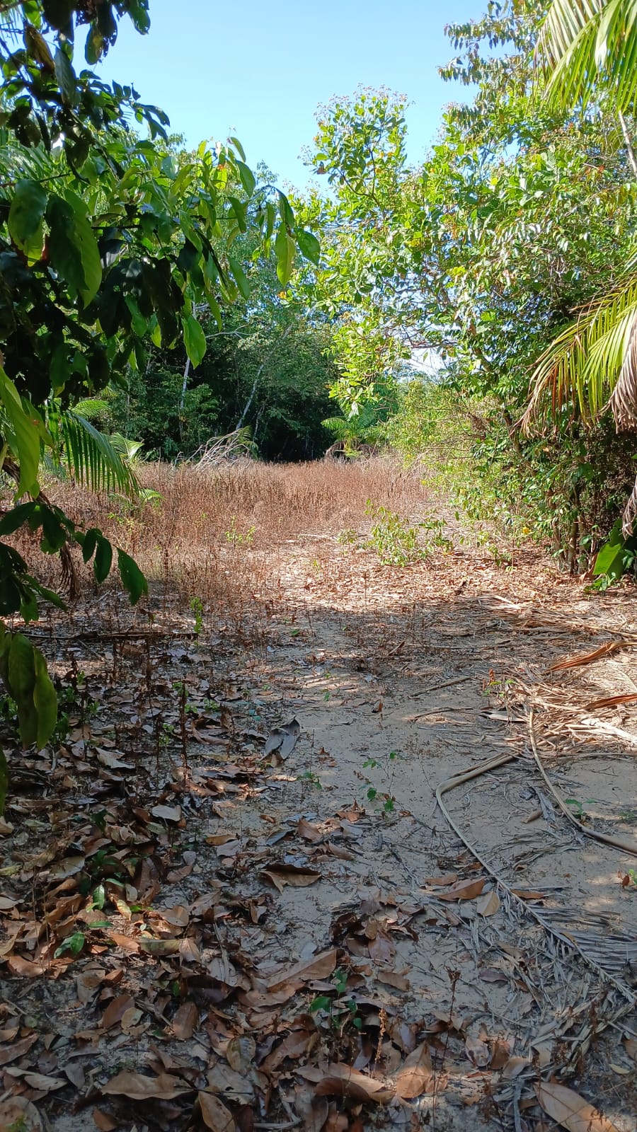 Imagem Terreno à Venda, 80.000 metro em - Bujaru Imagem Terreno à Venda, 80.000 metro em - Bujaru