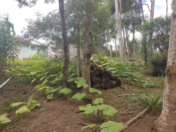 Imagem Chácara com 3 Quartos à Venda, 5.550 m² em AREIA BRANCA  - Agudos do Sul