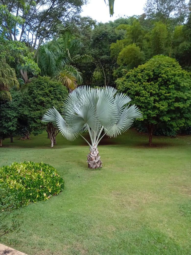 Imagem Chácara com 3 Quartos à Venda, 30 m²em Área Rural de Itabira - Itabira
