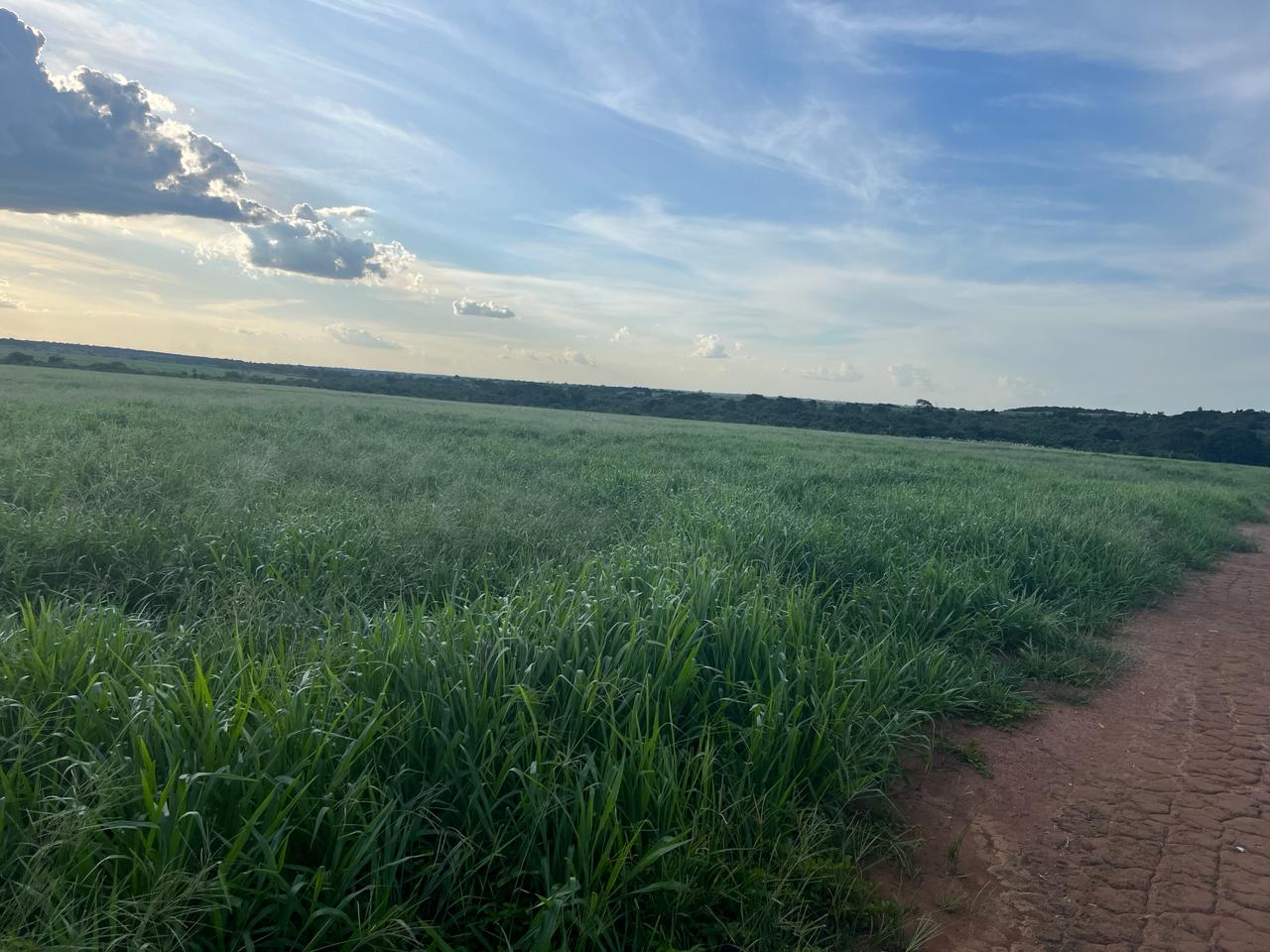 Imagem Fazenda à Venda, 309 m²em Zona Rural - Mundo Novo Imagem Fazenda à Venda, 309 m²em Zona Rural - Mundo Novo