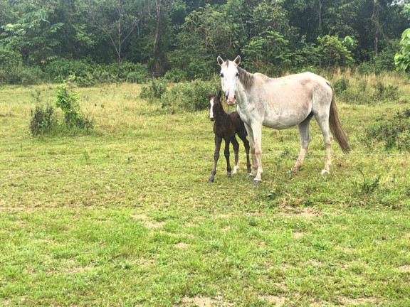Imagem Chácara com 4 Quartos à Venda,  em Ramal urubui - Presidente Figueiredo