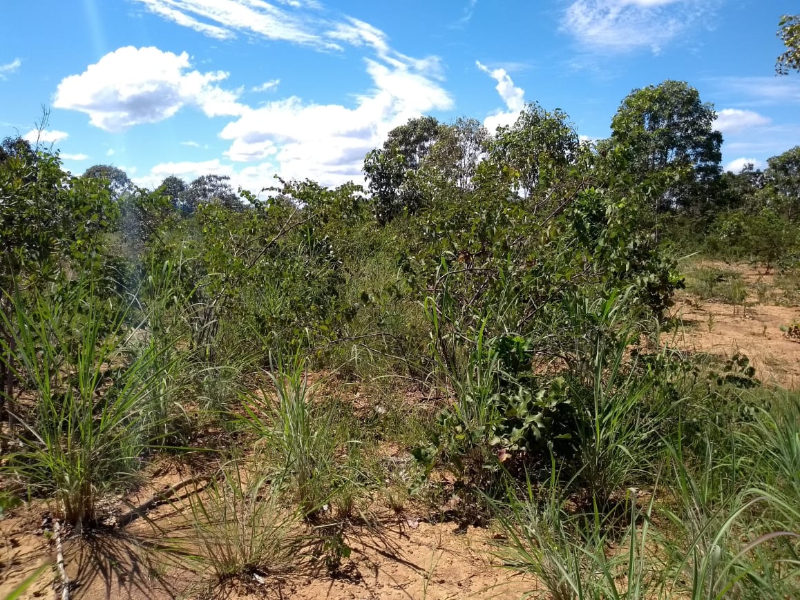 Imagem Fazenda à Venda, 64 Alq. GO em Zona Rural - Ribeirãozinho Imagem Fazenda à Venda, 64 Alq. GO em Zona Rural - Ribeirãozinho