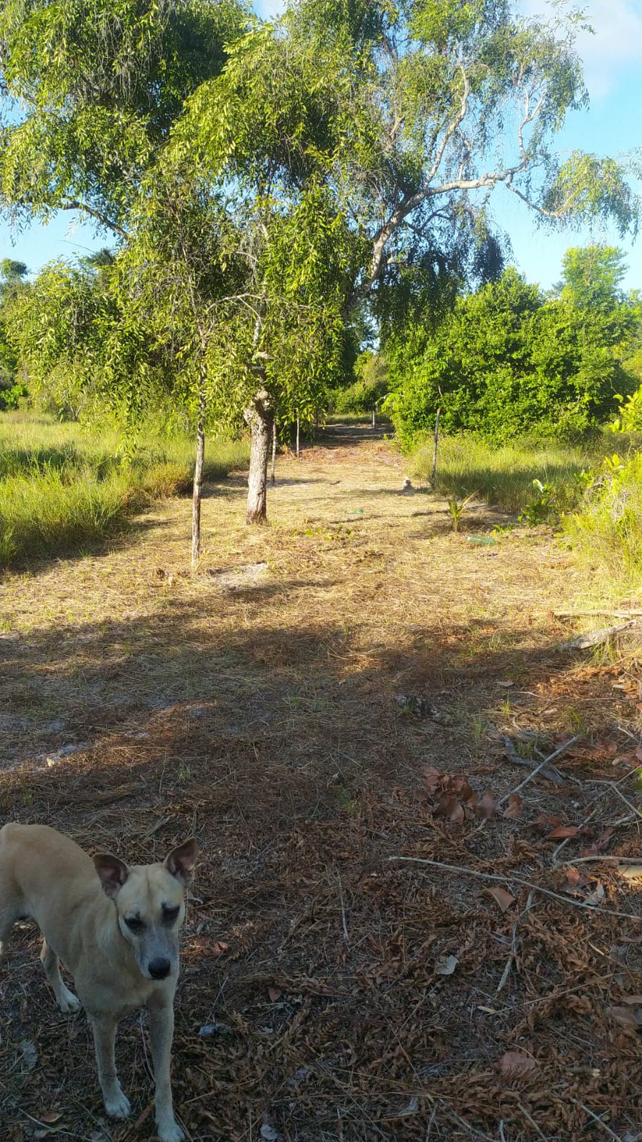 Imagem Terreno à Venda, 310 m²em Velha Boipeba - Cairu Imagem Terreno à Venda, 310 m²em Velha Boipeba - Cairu