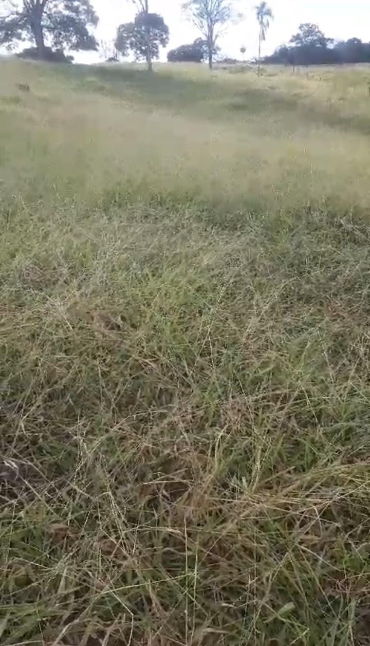Imagem Fazenda à Venda, 65 Alq GOem ZONA RURAL - Córrego do Ouro Imagem Fazenda à Venda, 65 Alq GOem ZONA RURAL - Córrego do Ouro