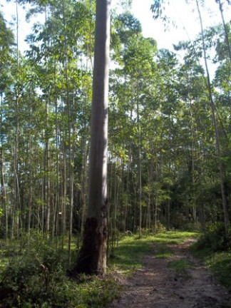 Imagem Terreno à Venda, 70.000 m² em Morro Chato - Turvo Imagem Terreno à Venda, 70.000 m² em Morro Chato - Turvo