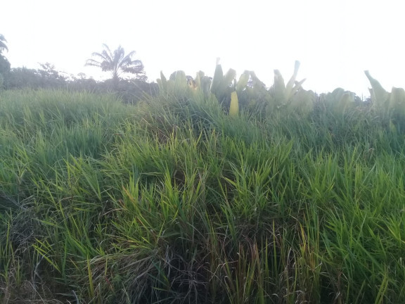 Imagem Terreno à Venda, em Zona Rural - Humaitá Imagem Terreno à Venda, em Zona Rural - Humaitá