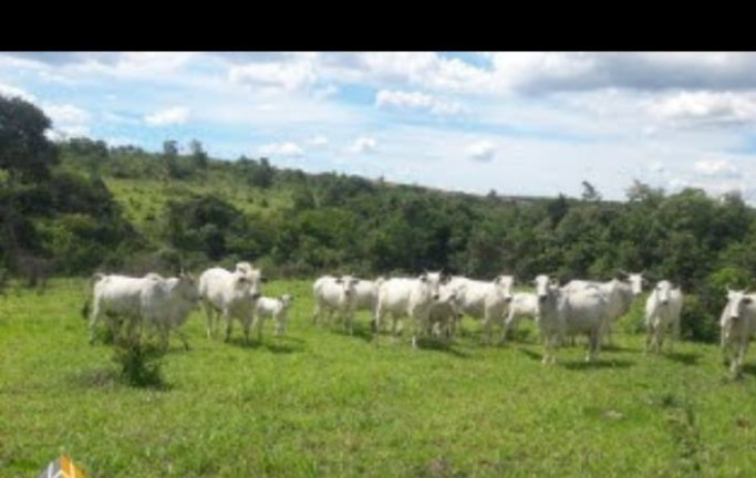 Imagem Terreno à Venda, em Centro - Santo Antônio do Descoberto Imagem Terreno à Venda, em Centro - Santo Antônio do Descoberto