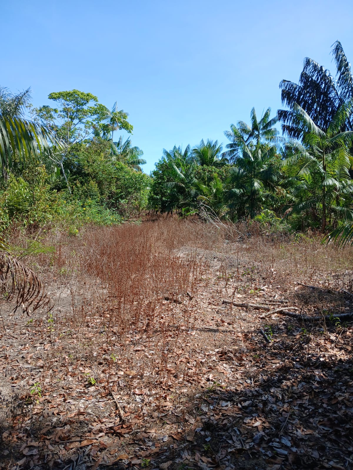 Imagem Terreno à Venda, 80.000 metro em - Bujaru Imagem Terreno à Venda, 80.000 metro em - Bujaru