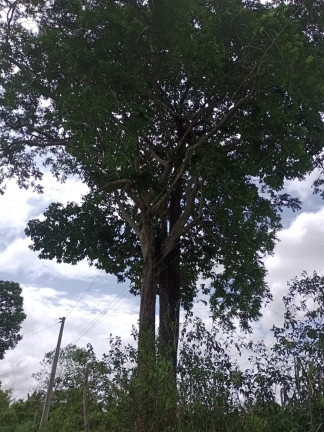Imagem Terreno à Venda, em Zona Rural - Santarém Imagem Terreno à Venda, em Zona Rural - Santarém