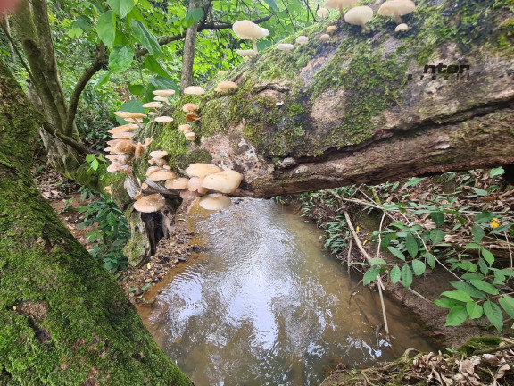 Imagem Fazenda à Venda, 24 HA em brazlandia - Brasília Imagem Fazenda à Venda, 24 HA em brazlandia - Brasília