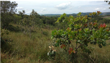 Imagem Fazenda à Venda, 8 Alq GOem Zona Rural - Silvânia Imagem Fazenda à Venda, 8 Alq GOem Zona Rural - Silvânia