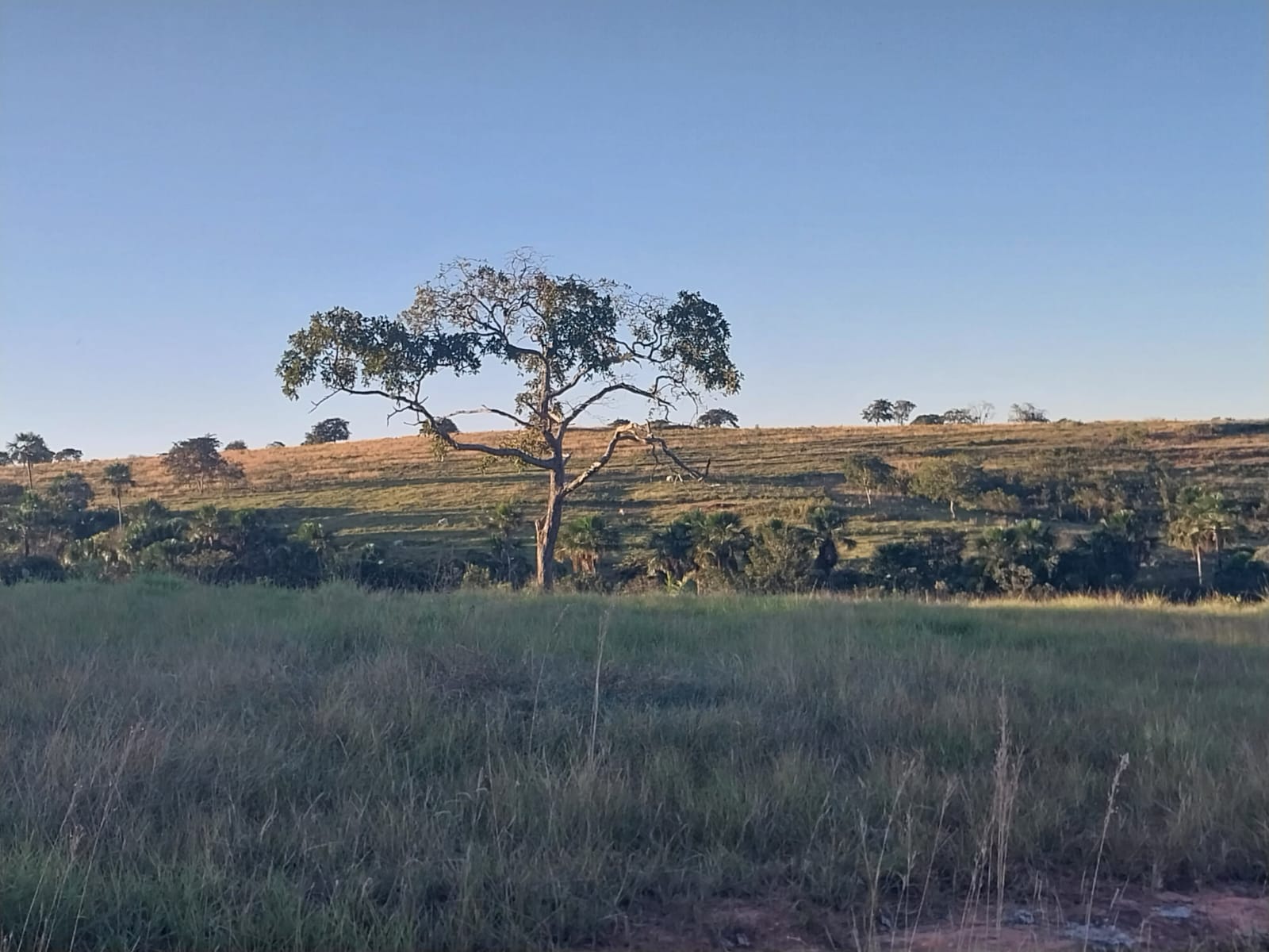 Imagem Fazenda à Venda, 353 HAem ZONA RURAL - Alto Araguaia