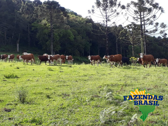 Imagem Imóvel com 1 Quarto à Venda, 100 m² em área Rural De Lages - Ponte Alta Imagem Imóvel com 1 Quarto à Venda, 100 m² em área Rural De Lages - Ponte Alta