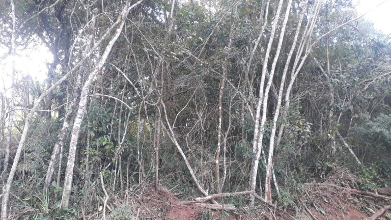 Imagem Terreno à Venda, 1.000 m² em Ortizes - Piedade Imagem Terreno à Venda, 1.000 m² em Ortizes - Piedade