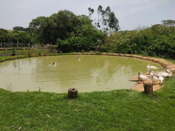 Imagem Chácara com 3 Quartos à Venda, 5.000 m² em Margens Da Raposo Tvares - Alambari Imagem Chácara com 3 Quartos à Venda, 5.000 m² em Margens Da Raposo Tvares - Alambari