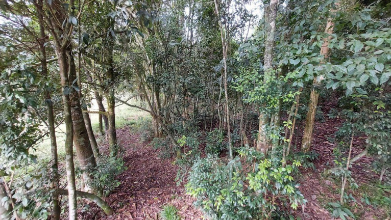 Imagem Imóvel à Venda, 20.000 m² em Zona Rural - Agrolândia Imagem Imóvel à Venda, 20.000 m² em Zona Rural - Agrolândia