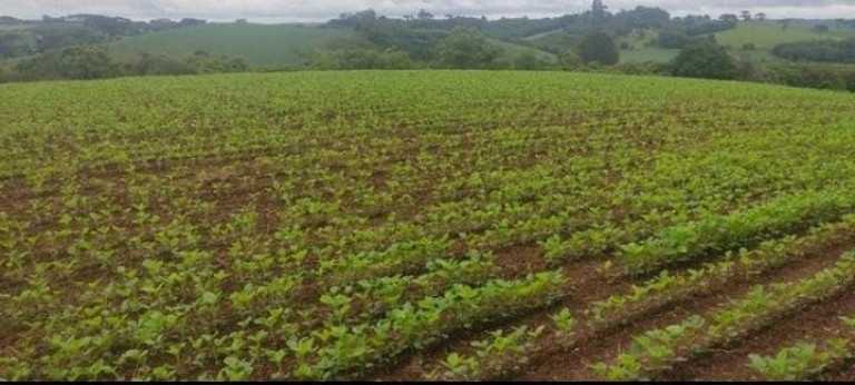 Imagem Chácara à Venda, 1 m² em Colônia Balbino Cunha - Campo Largo Imagem Chácara à Venda, 1 m² em Colônia Balbino Cunha - Campo Largo