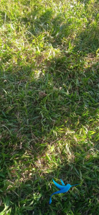 Imagem Chácara com 2 Quartos à Venda, 6.655 m² em Taboão - Agudos Do Sul