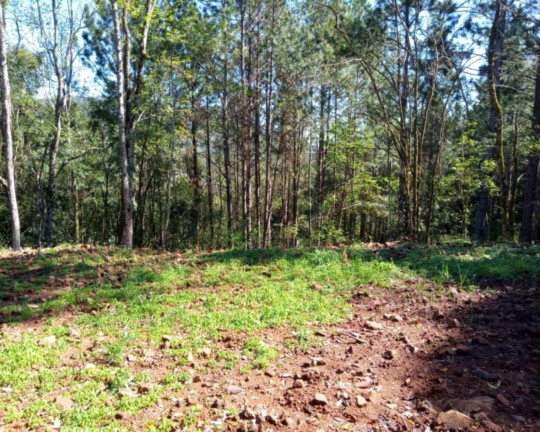 Imagem Imóvel à Venda, 4.282 m² em Linha Araripe - Nova Petrópolis