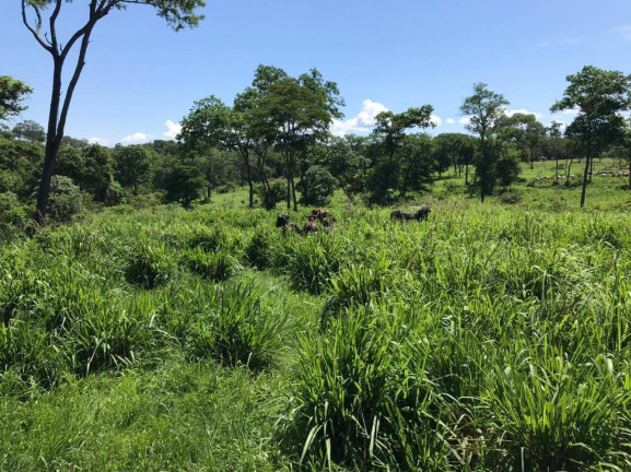 Imagem Fazenda à Venda, 145 m² em Montes Claros Imagem Fazenda à Venda, 145 m² em Montes Claros