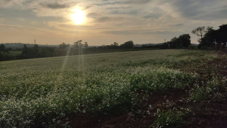 Imagem Fazenda à Venda, 314 m² em Morro Alto - Itapetininga Imagem Fazenda à Venda, 314 m² em Morro Alto - Itapetininga