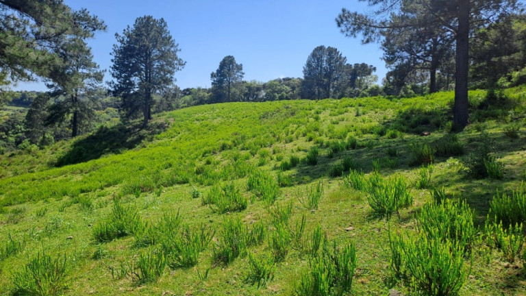 Imagem Chácara à Venda, 158.000 m² em Zona Rural - Boqueirão Do Leão Imagem Chácara à Venda, 158.000 m² em Zona Rural - Boqueirão Do Leão