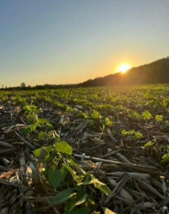 Imagem Fazenda à Venda, 242.000 m² em Centro - Sao Mateus Do Sul