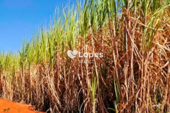 Imagem Imóvel com 1 Quarto à Venda, 310 m² em área Rural De Ribeirão Preto - Ribeirão Preto Imagem Imóvel com 1 Quarto à Venda, 310 m² em área Rural De Ribeirão Preto - Ribeirão Preto