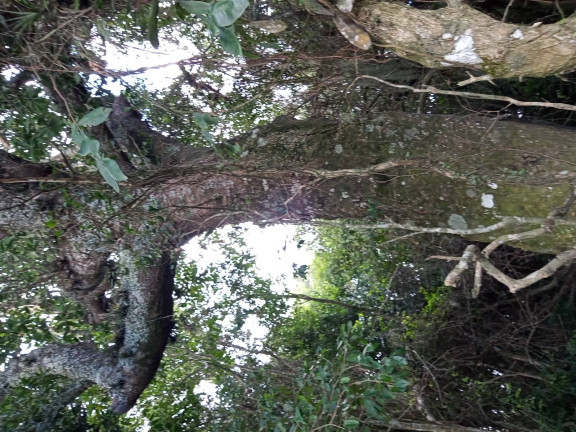 Imagem Chácara à Venda, 20.000 m² em águas Claras - Viamão Imagem Chácara à Venda, 20.000 m² em águas Claras - Viamão