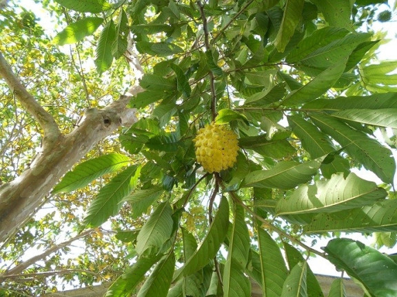 Imagem Fazenda à Venda, em Araxá Imagem Fazenda à Venda, em Araxá