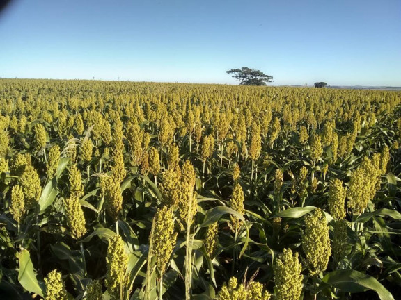 Imagem Fazenda à Venda, 632 m² em Rural - Echaporã Imagem Fazenda à Venda, 632 m² em Rural - Echaporã