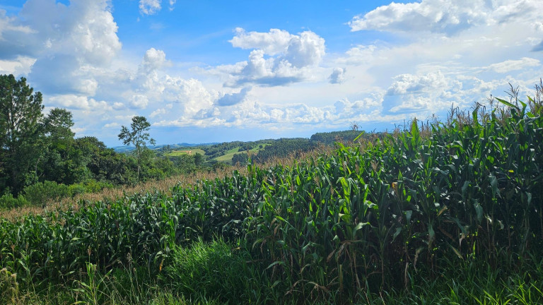 Imagem Fazenda à Venda, 36.400 m² em Zona Rural - Catanduvas Do Sul Imagem Fazenda à Venda, 36.400 m² em Zona Rural - Catanduvas Do Sul