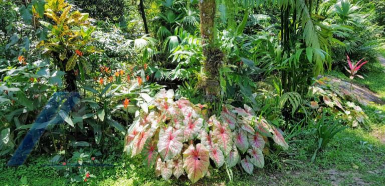 Imagem Fazenda à Venda, 300 m² em Horto Florestal - Ubatuba Imagem Fazenda à Venda, 300 m² em Horto Florestal - Ubatuba