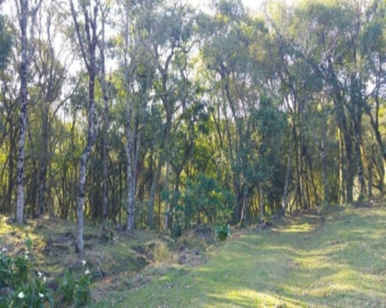 Imagem Imóvel com 2 Quartos à Venda, 110 m² em Fazenda Pirajá - Nova Petrópolis