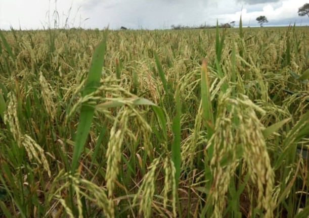 Imagem Fazenda à Venda,  em Poxoréo