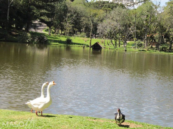 Imagem Terreno à Venda, 1.900 m² em Centro - Gramado Imagem Terreno à Venda, 1.900 m² em Centro - Gramado
