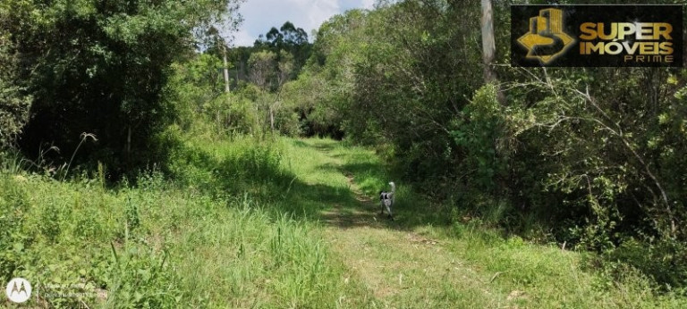 Imagem Imóvel com 4 Quartos à Venda, 150.000 m² em Zona Rural - Morro Redondo