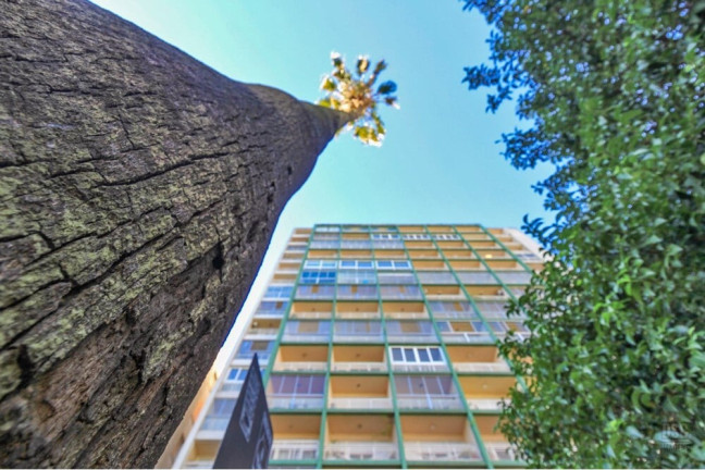 Imagem Apartamento com 4 Quartos à Venda, 221 m² em Independência - Porto Alegre Imagem Apartamento com 4 Quartos à Venda, 221 m² em Independência - Porto Alegre