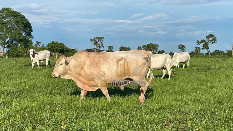 Imagem Fazenda à Venda, 4.017.000 m² em Assentamento  - Ribeirão Cascalheira