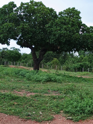Imagem Fazenda à Venda, 500 m² em Zona Rural - Paranã Imagem Fazenda à Venda, 500 m² em Zona Rural - Paranã